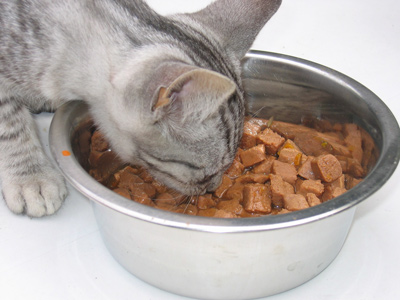 Les mythes de la nourriture en canne pour chat - Centre de Nutrition Animale