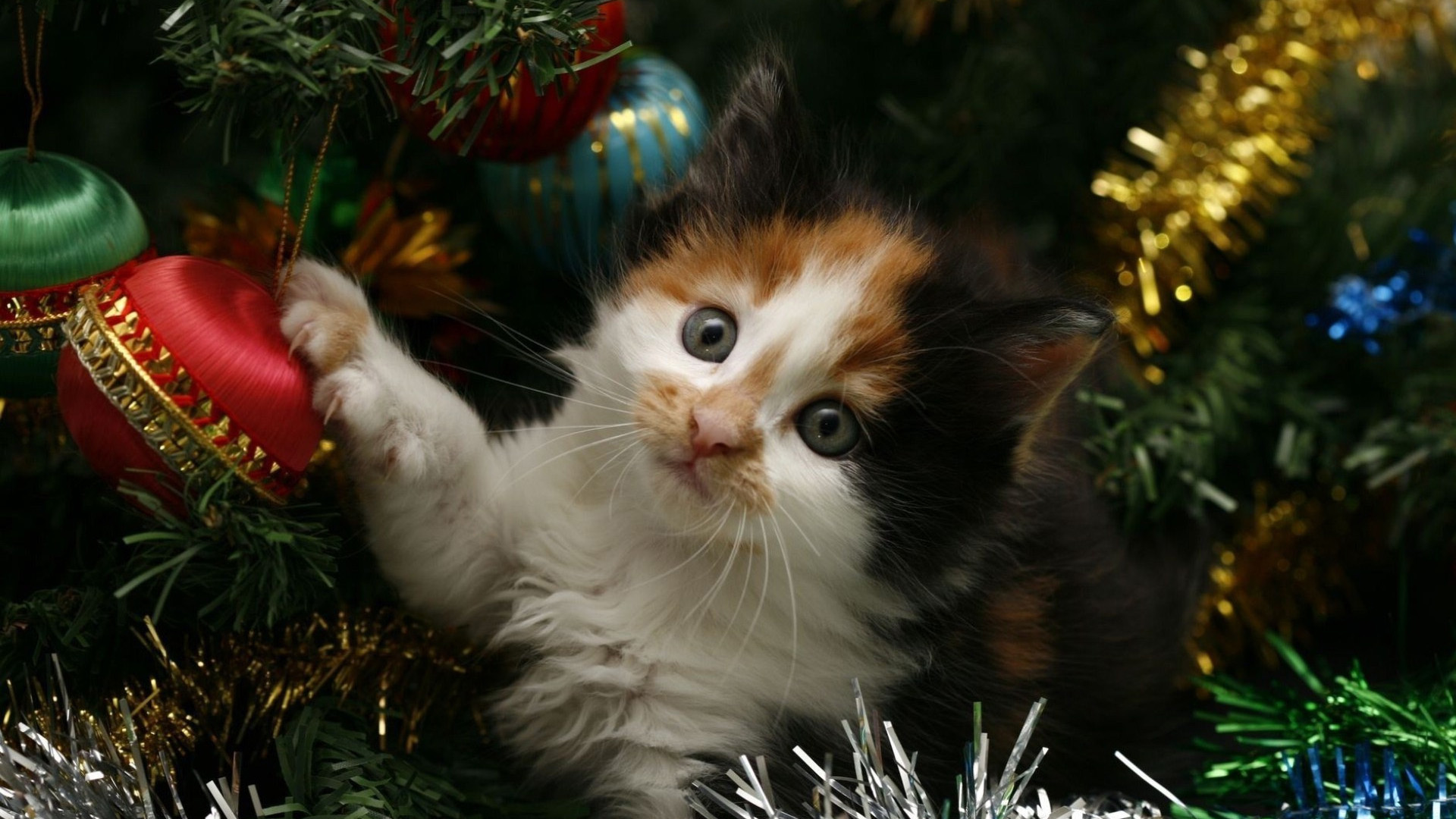 Les Dangers De Noel Pour Votre Animal Trucs Et Conseils Centre De Nutrition Animale