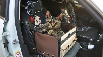 Transport en voiture avec chaton: Trucs et Astuces!