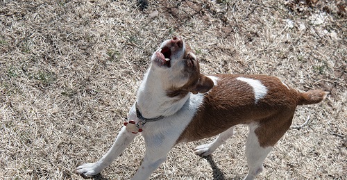 Un chien qui jappe: Trucs et Astuces