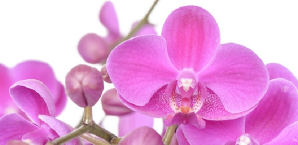 Comment prendre soin de son orchidée papillon!