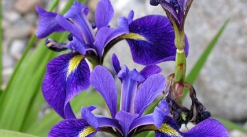 L'Iris versicolore,  l'emblème floral du Québec!