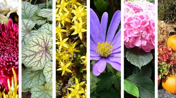 8 suggestions pour raviver vos arrangements floraux cet automne