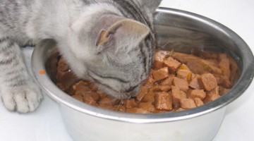 Les mythes de la nourriture en canne pour chat