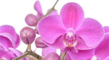 Comment prendre soin de son orchidée papillon!